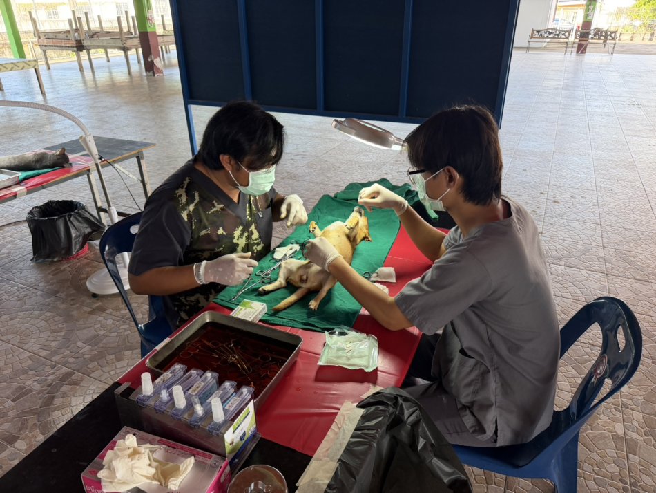เทศบาลตำบลทับมา จัดโครงการควบคุมประชากรสุนัขและแมวในพื้นที่ ประจำปีงบประมาณ พ.ศ. 2569